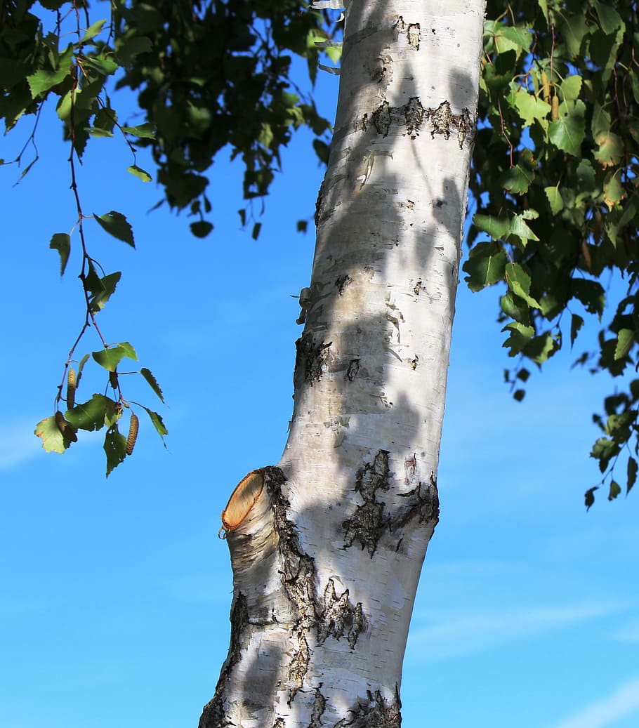 Tree, Birch, Trunk, White, birch trunk, branches, sunshine HD wallpaper