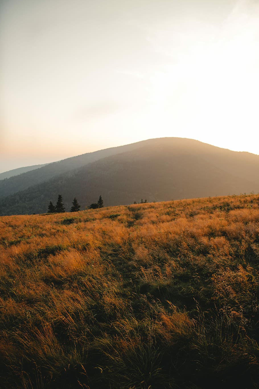 grass field in shallow focus lens, brown mountain during golden hour HD wallpaper