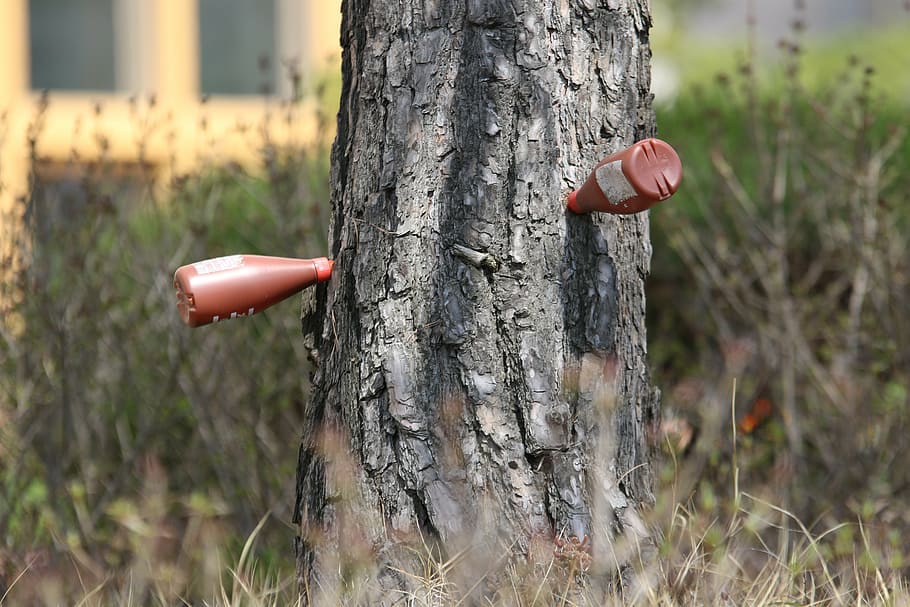 pine, tree injection, trunk injections, tree trunk injections HD wallpaper