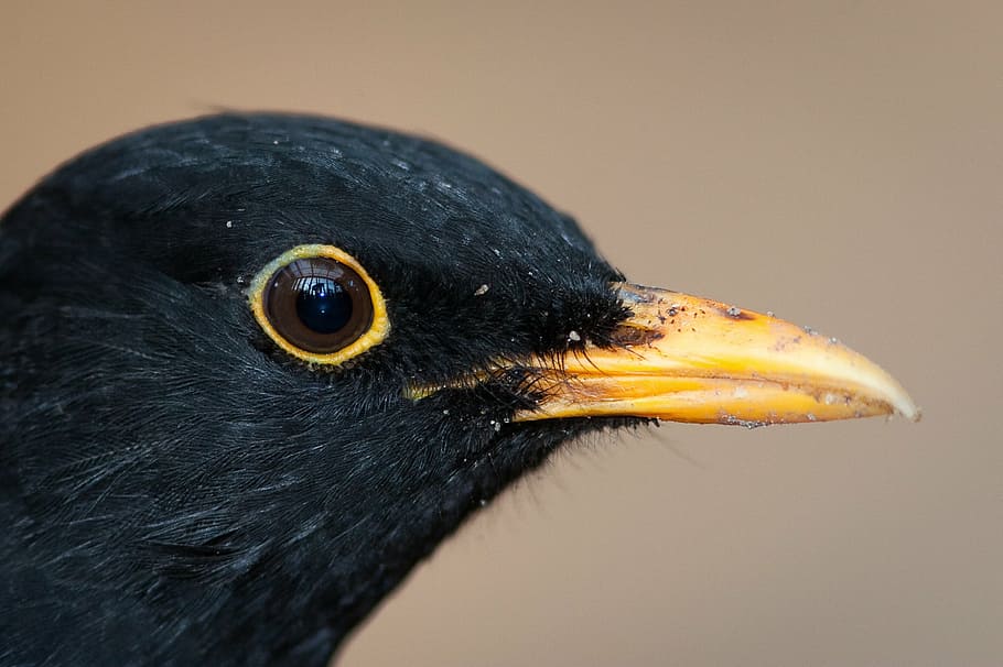 black bird with brown beak in close-up photography, blackbird