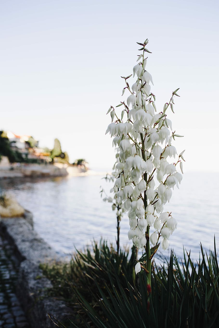 Bushes of the blossoming yucca, summer, flowers, flora, white