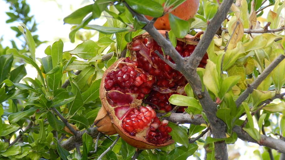 fruit, nature, food, leaf, food and drink, healthy eating, plant part HD wallpaper