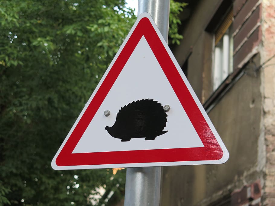 hedgehogs, hazard, rules of the road, traffic symbol, safety