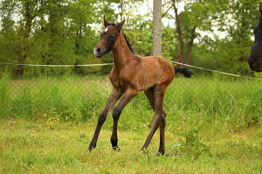 brown and white joey during daytime, horse, foal, suckling HD wallpaper
