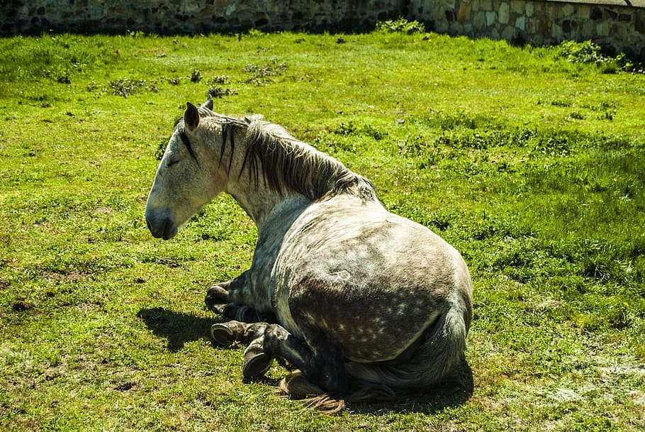 Horse, Nature, Field, Spring, Grass, rest, one animal, animals in the wild HD wallpaper