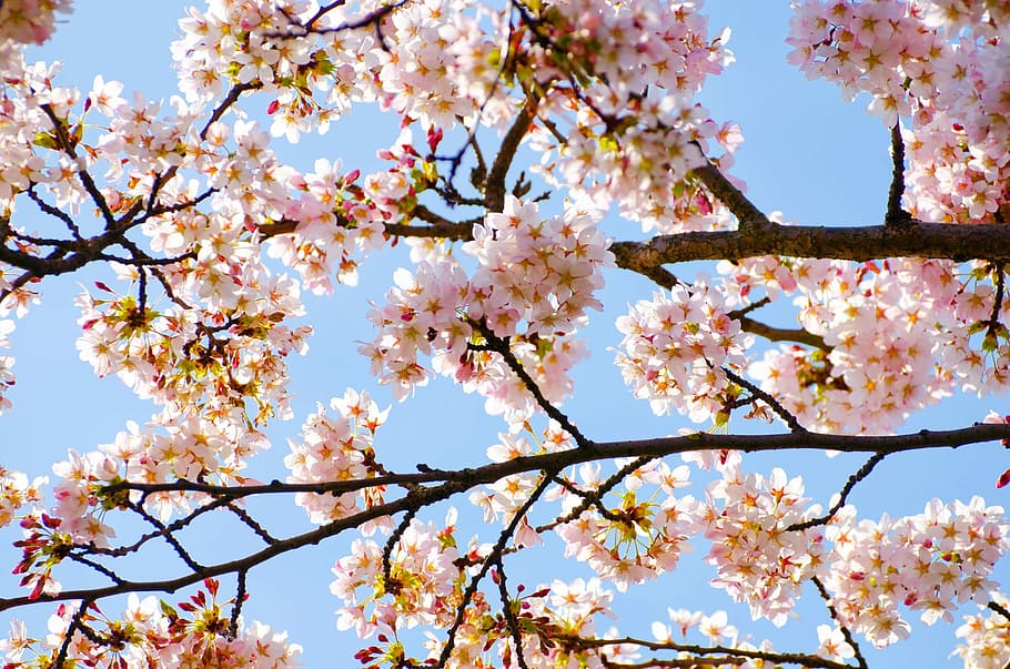 Spring, Tree, Branch, Branches, Seasons, sun, flower, flowers HD wallpaper