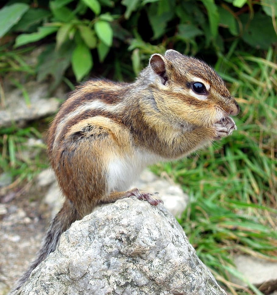 brown and gray rodent on the rock, ll, chipmunk, squirrel, nager HD wallpaper