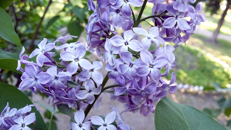 Lilac, Flowers, Spring, Bush, Violet, summer, purple, growth HD wallpaper