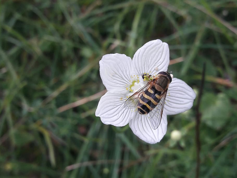 bee, flower, grass, nature, outdoor, animal wildlife, animals in the wild HD wallpaper