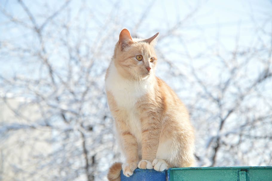 shallow focus photo of brown catt, red-headed cat, redhead HD wallpaper