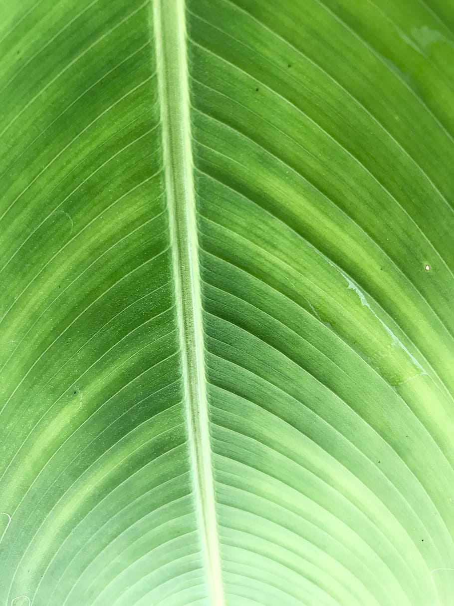green, leaf, green leaf, nature, plant, color, organic, freshness HD wallpaper