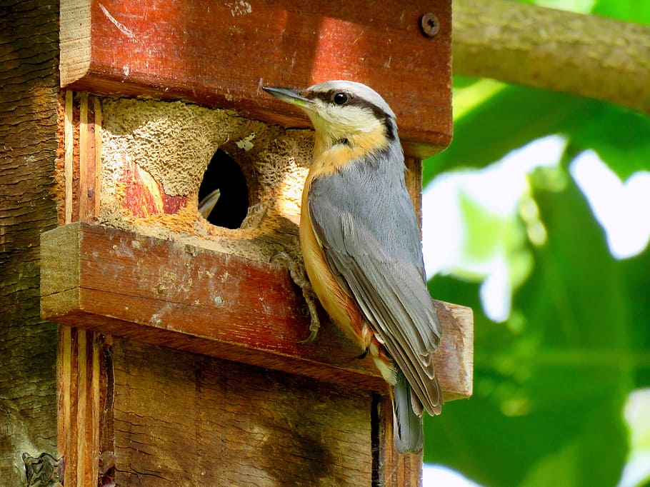 kleiber, nesting box, feeding, boy, bird, songbird, orange, HD wallpaper