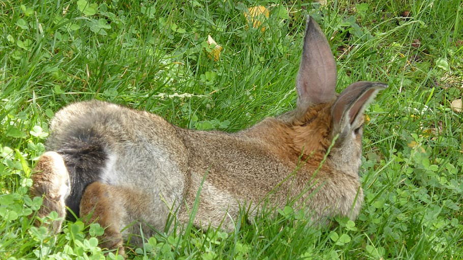 Rabbit, Brown, Lying, Tail, Animal, Hare, nager, fur, garden HD wallpaper