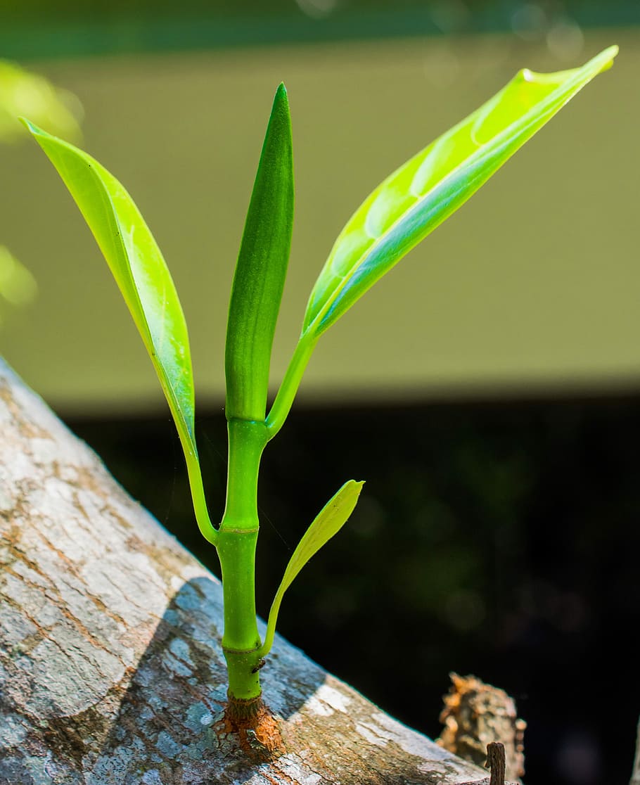 Young, Branches, Tree, Plant, young drove, spring, green color HD wallpaper