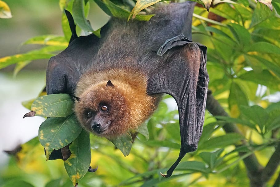 black bat hanged on string of tree at daytime, animals, fledertier