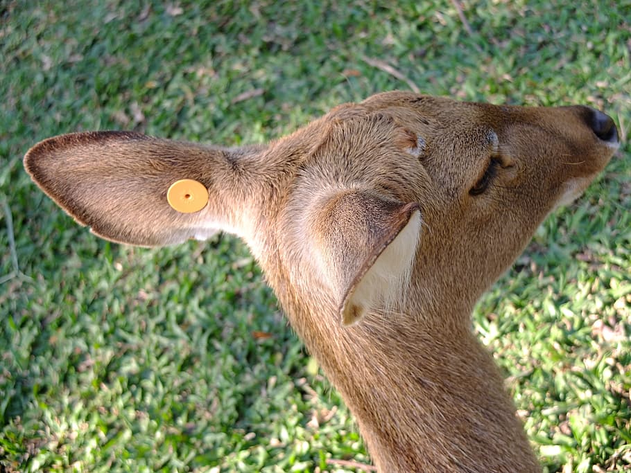 ear, deer, beast, animals, wild life, zoo, one animal, animal themes HD wallpaper