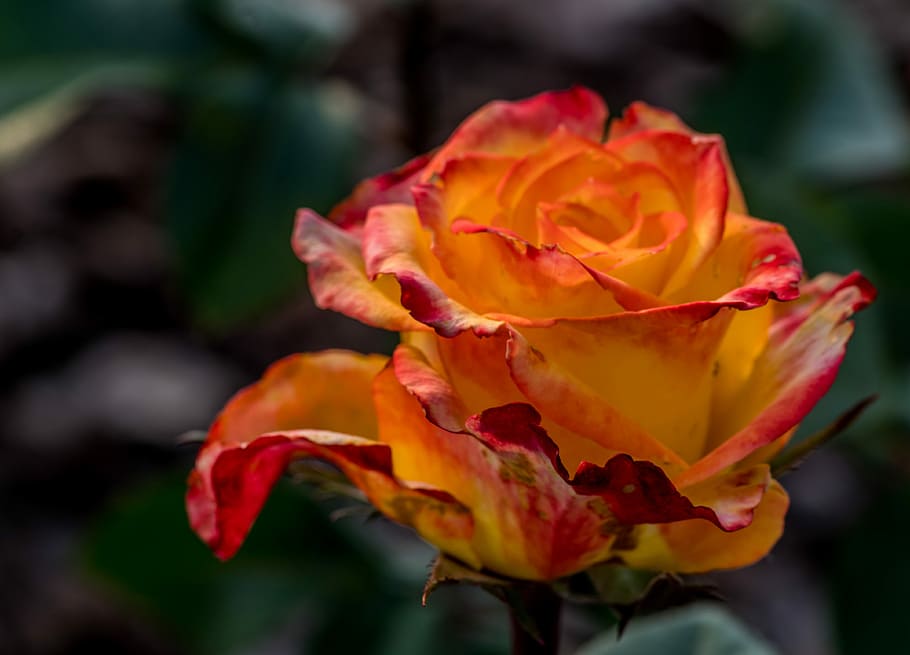 rose, orange, flower, tea, rose flower, rose petals, beauty HD wallpaper