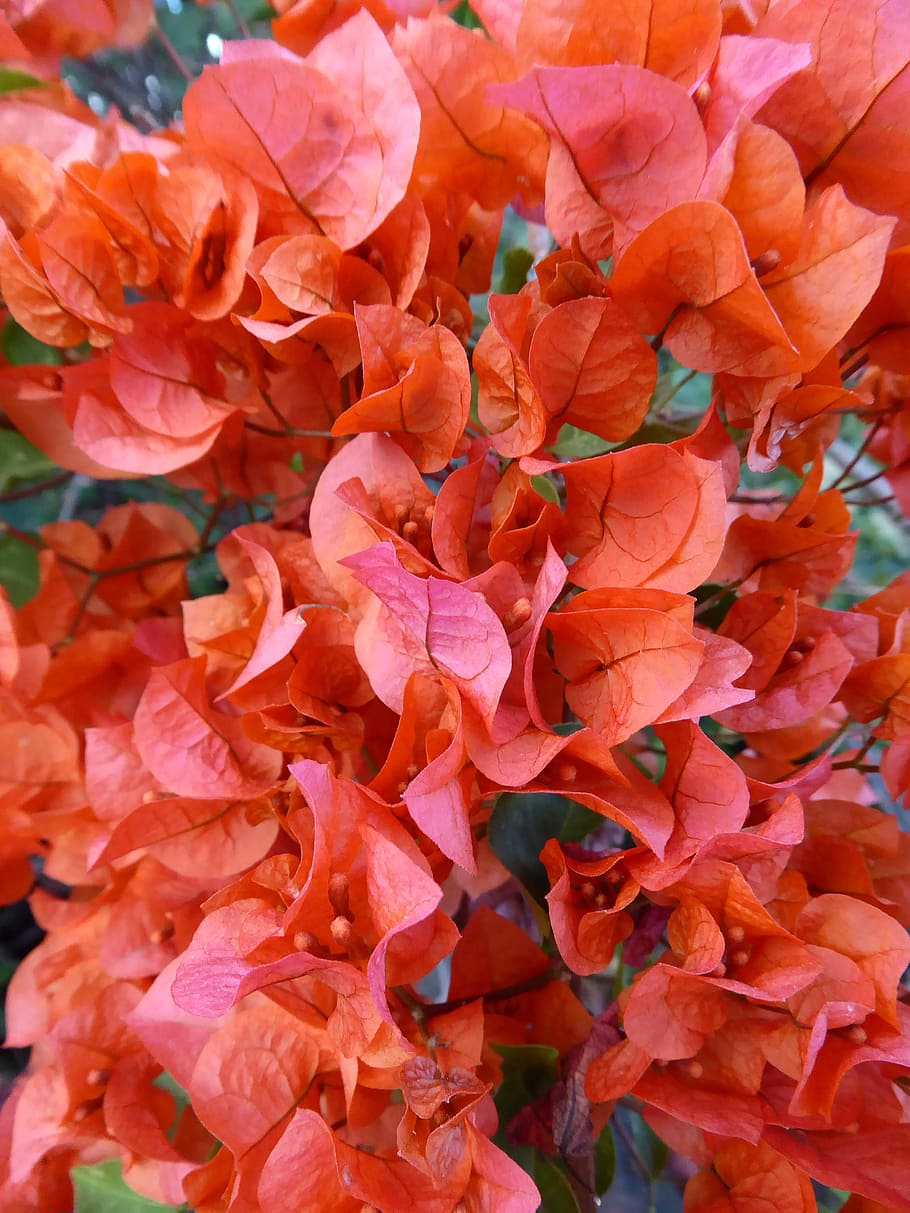 Flower, Red, Leaf, Nature, Red Leaf, plant, bougainvilleas HD wallpaper
