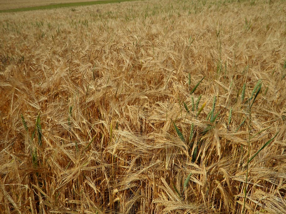 cornfield, barley, cereals, summer, grow, mature, barley field HD wallpaper