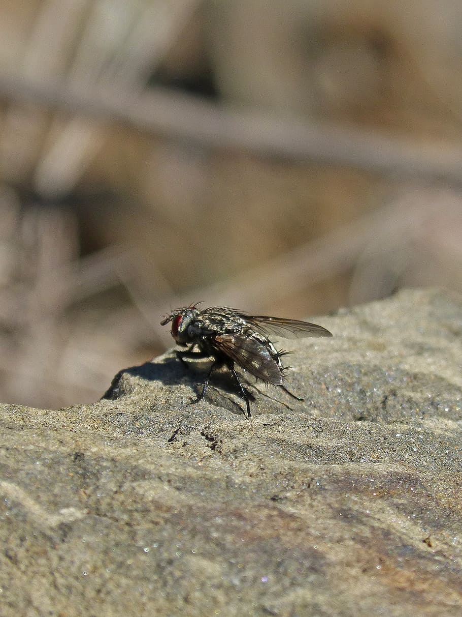 botfly, detail, rock, animal themes, animals in the wild, animal wildlife HD wallpaper