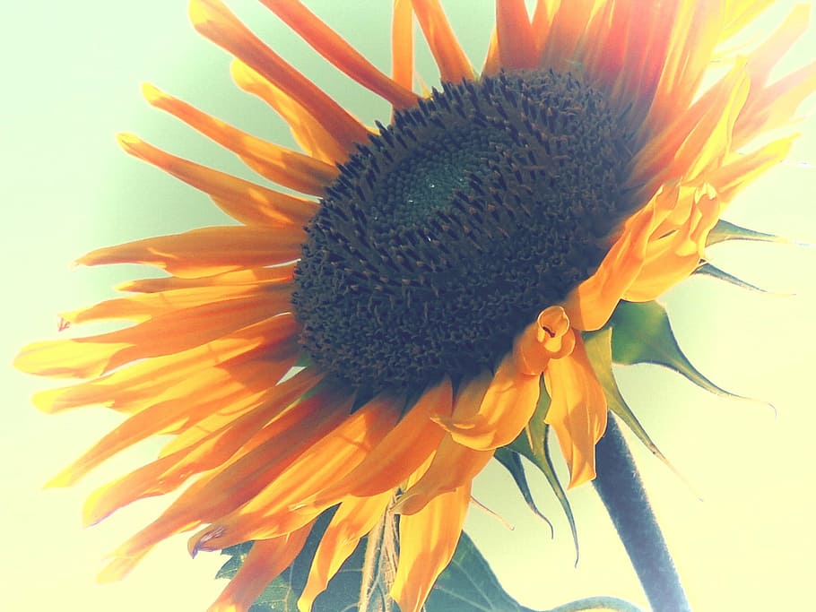 sun flower, yellow, edited, summer, blossom, bloom, close, flowering plant HD wallpaper