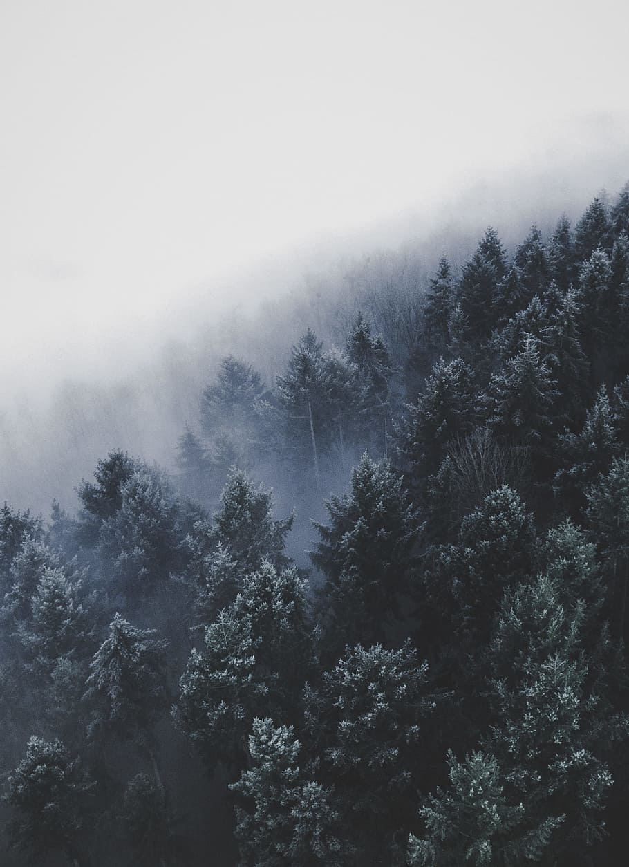 wide angle photo of pine trees, birds eye photography of forest under fog HD wallpaper