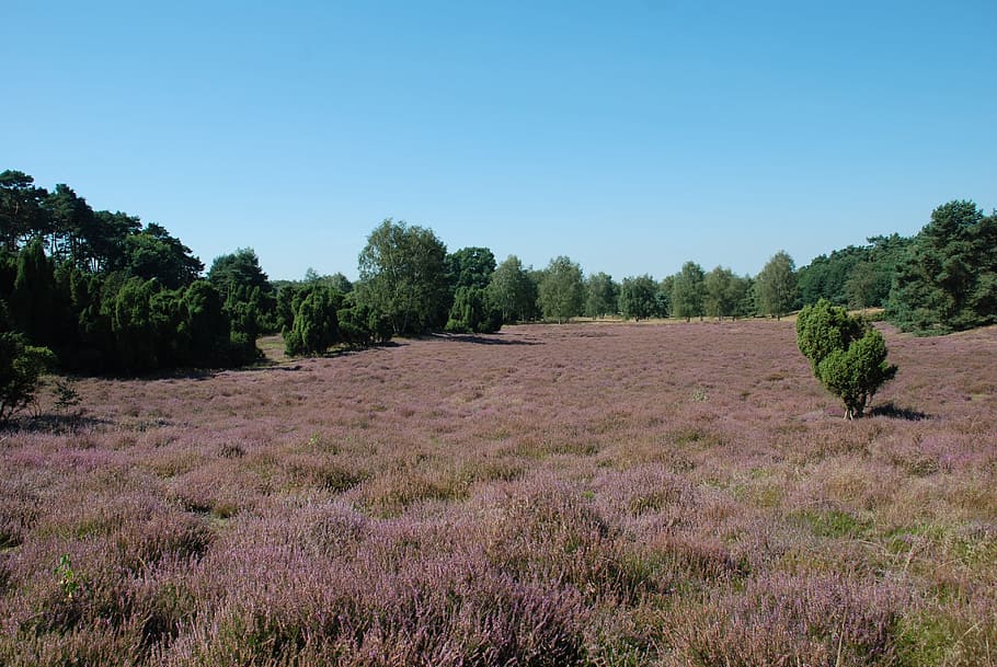 Hd Wallpaper Heather Heathland Erika Purple Nature Reserve Images, Photos, Reviews