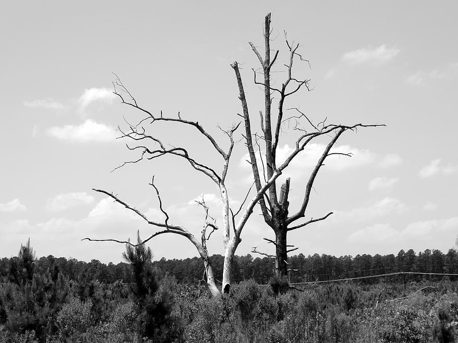 tree, b w, alone, dead, plant, sky, bare tree, tranquility HD wallpaper