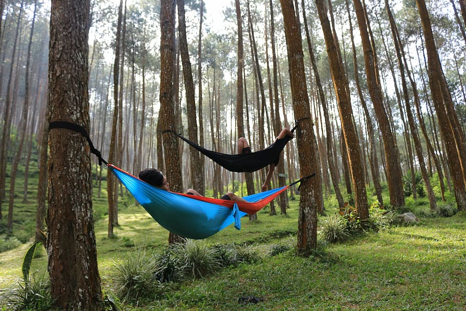 wood, forest, tree, plant, trunk, tree trunk, land, day, hammock HD wallpaper