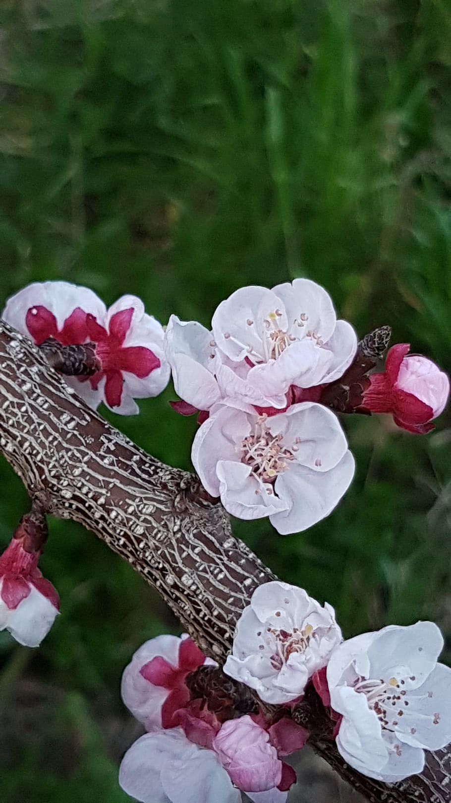 Spring, Flowers, Apricot-Tree, rosa, pink flower, pink flowers HD wallpaper