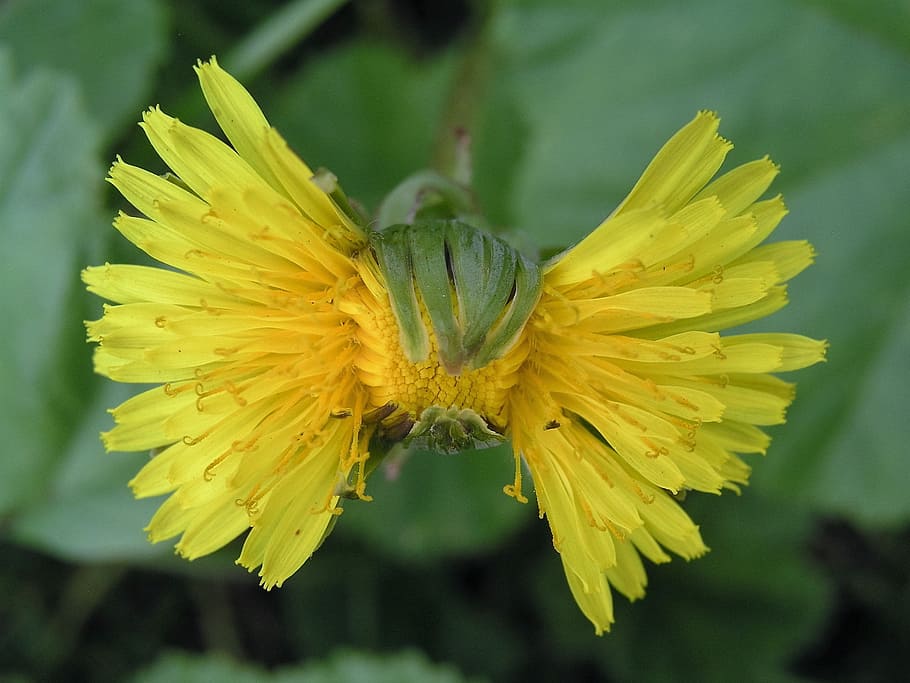 flower, bloom, dandilion, weed, bow, flowering plant, yellow HD wallpaper