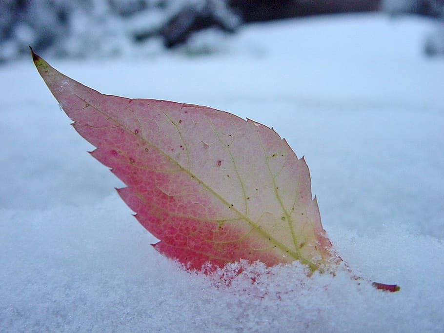 sheet, snow, autumn, red leaf, weather, the first snow, partly cloudy HD wallpaper