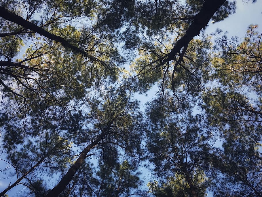pine tree, forest, wood, pa, nature, outdoor, the landscape HD wallpaper