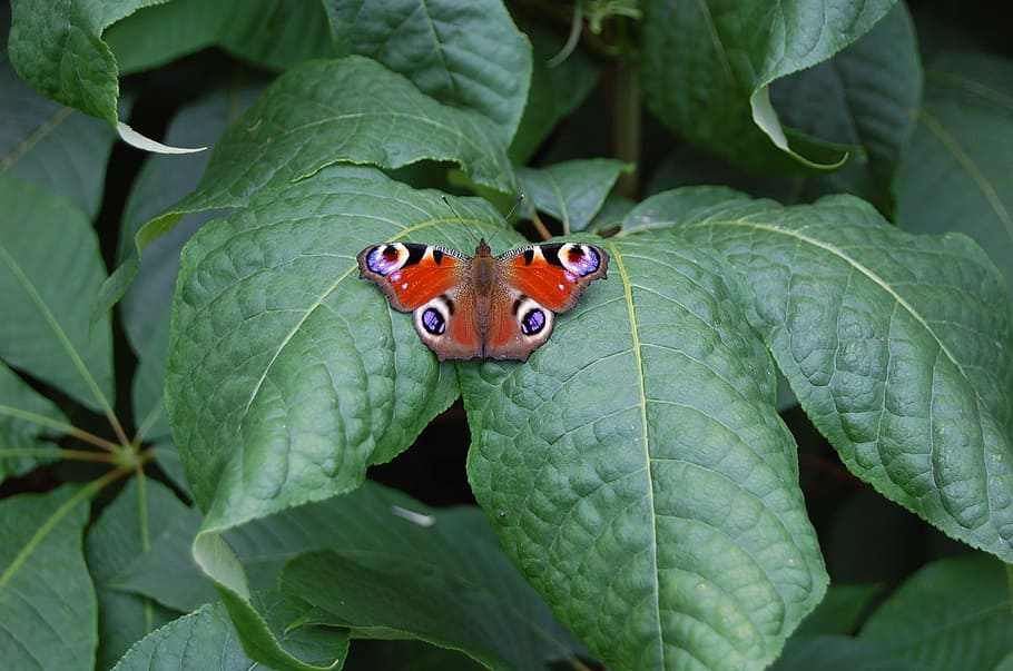 nature, leaf, plant, insect, small, plant part, close-up, animal HD wallpaper