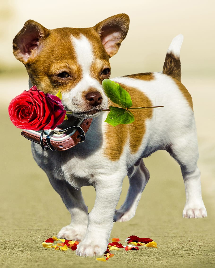 white and brown smooth Chihuahua puppy with red rose flower, short, HD wallpaper