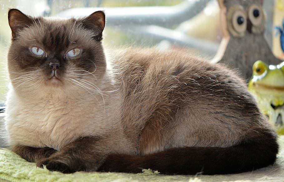 shallow focus photography of siamese cat, British Shorthair, Dear, HD wallpaper