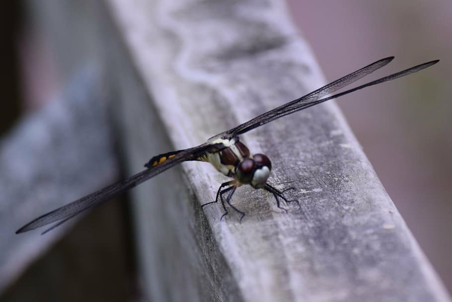 dragon fly, insect, flying insect, bug, dragonfly, animal, green HD wallpaper