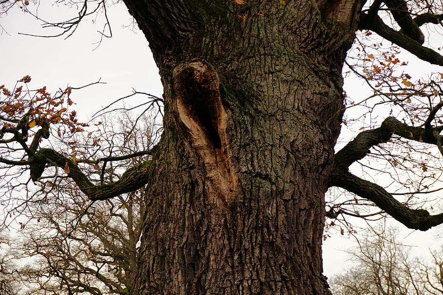 tree, tribe, hollow, oak, log, bark, tree bark, wood, gnarled HD wallpaper