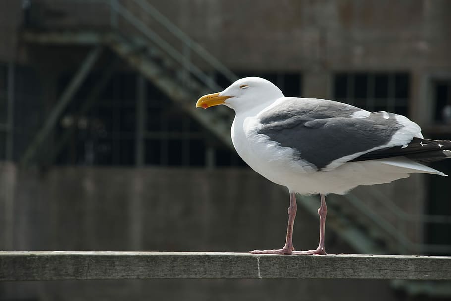 Seagull, Cold, Wind, Soledad, Peak, animal portrait, nature HD wallpaper