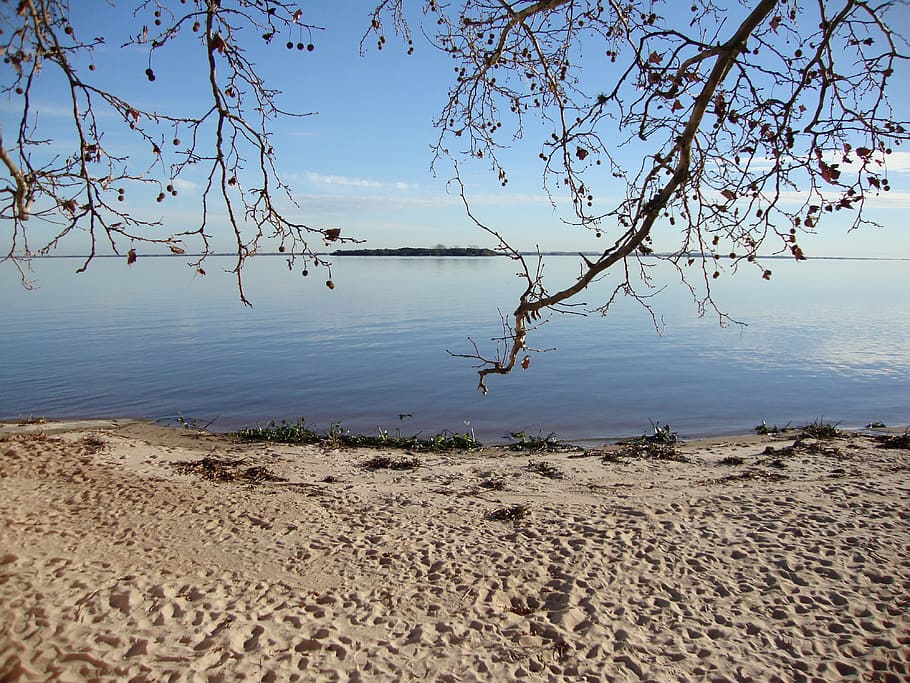 Uruguay, Sea, Ocean, Water, Beach, Sand, scenic, tree, branches, HD wallpaper