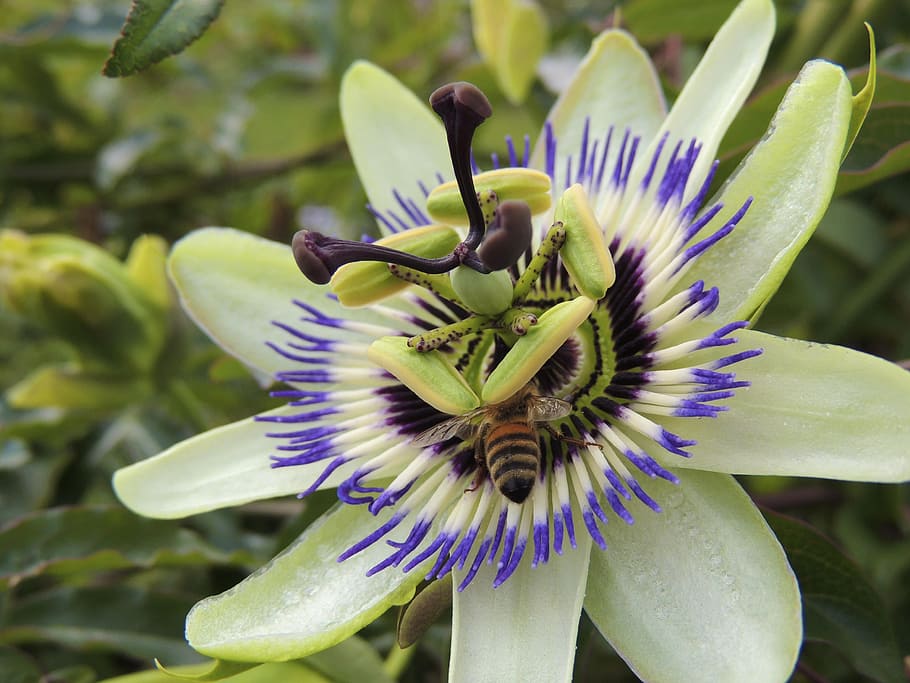 blossom, bloom, bee, pollen, nectar, yellow, macro, close, plant HD wallpaper