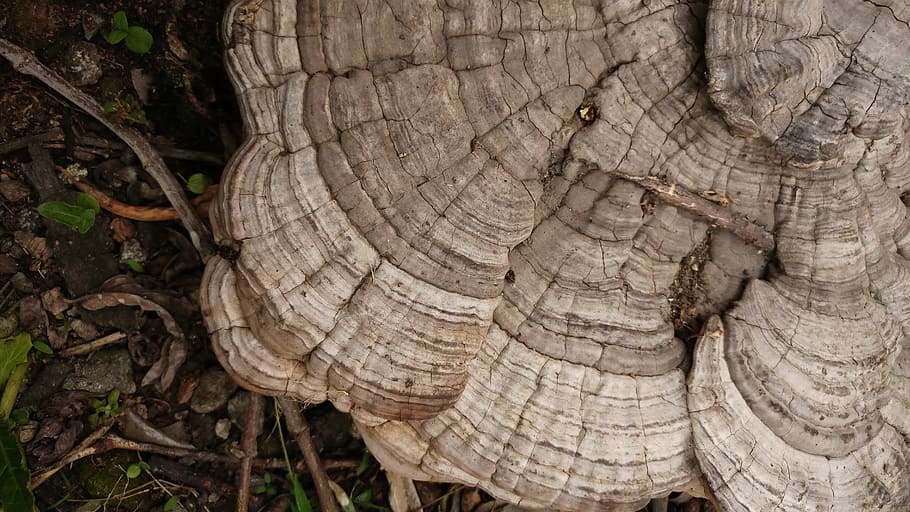 ganoderma, mushroom, fungus, wild, forest, nature, background HD wallpaper