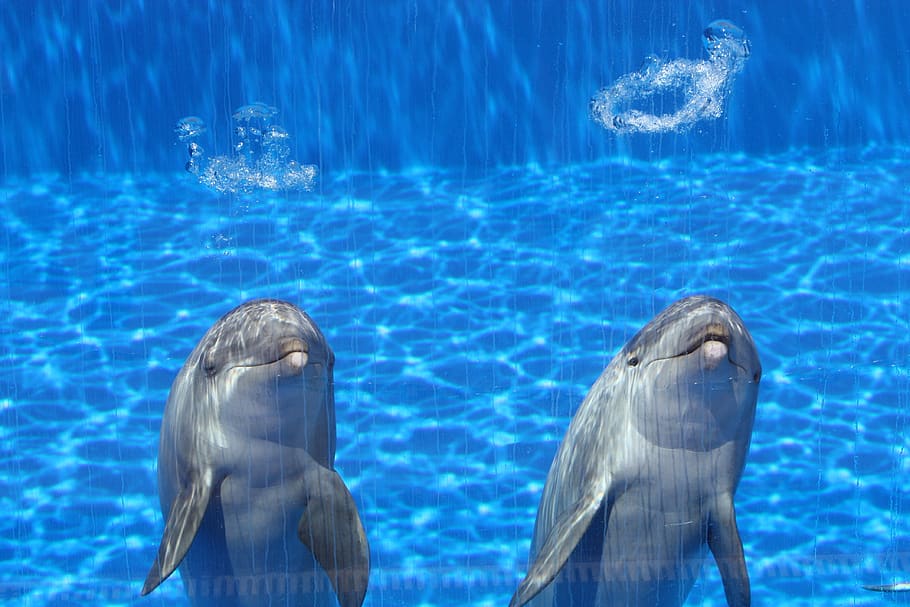 dolphins, aquarium, fish, blue, two, talk, swim, animal themes HD wallpaper
