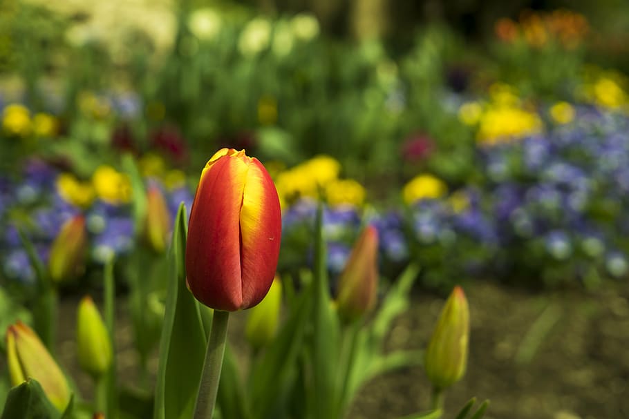 tulips, spring, flower, flowers, red, nature, tulip field, macro HD wallpaper