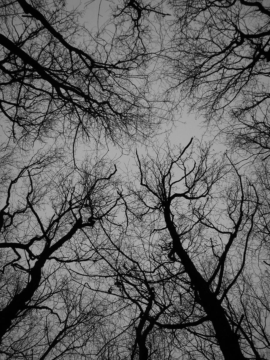 tree, texture, trees, autumn, grey, dark, nature, branch, black And White