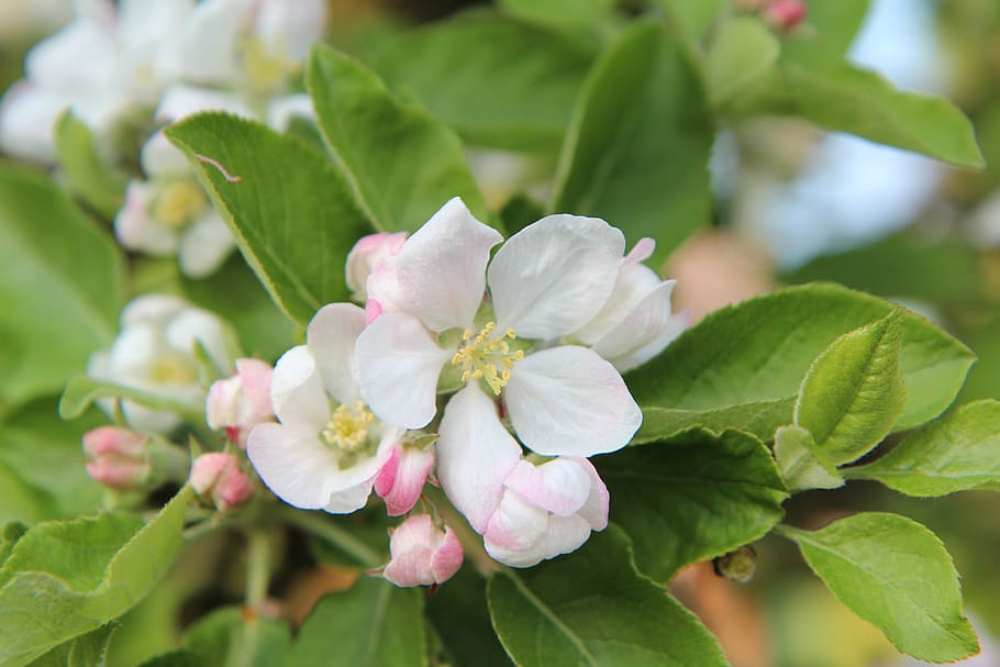 apple, apple blossom, leaf, plant part, beauty in nature, flower HD wallpaper