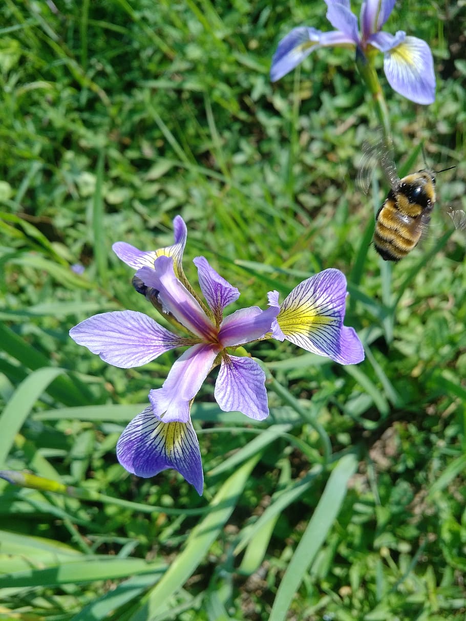 flower, garden, bee, blossom, flowering plant, fragility, vulnerability HD wallpaper