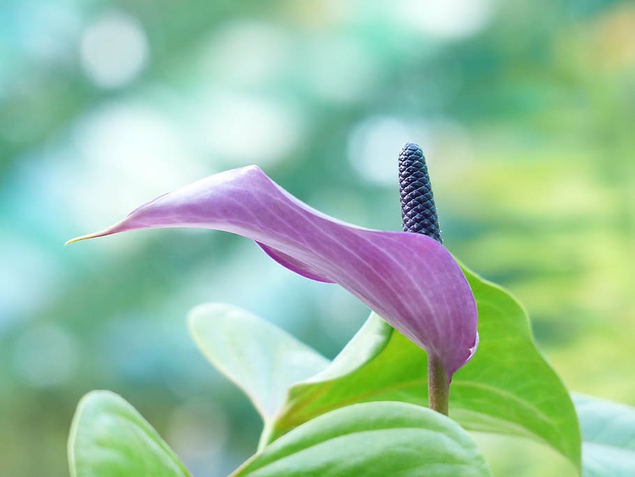 shallow focus photo of purple leafed plant, spathiphyllum, vaginal sheet, HD wallpaper