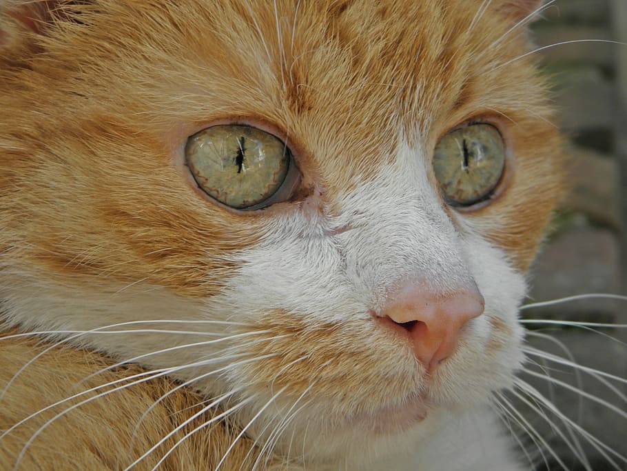 White, Out, Domestic Cat, red, curious, attention, pets, domestic animals HD wallpaper