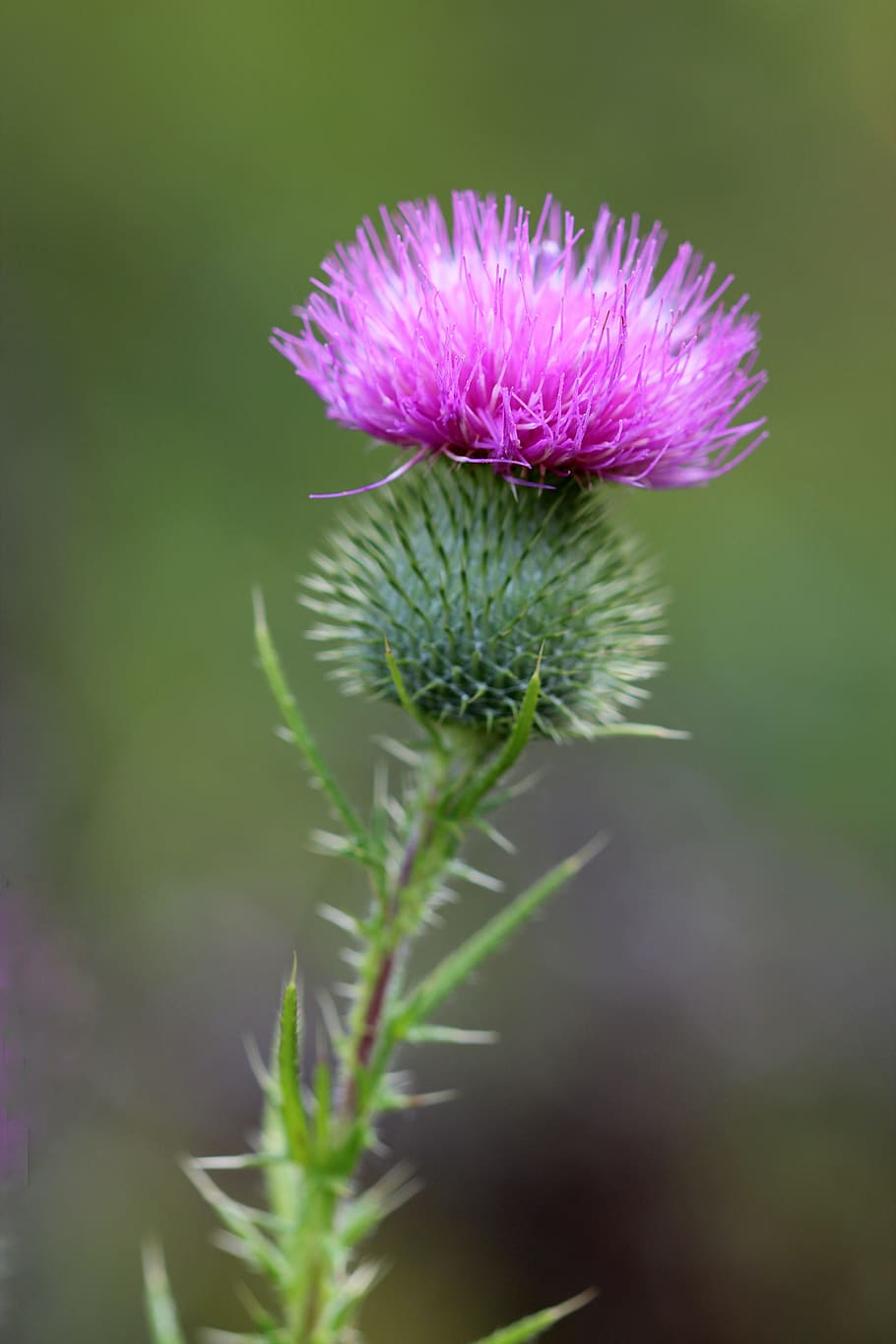 thistle, weed, plant, flower, nature, wild, blossom, natural